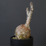 P.ウィンゾリー 44