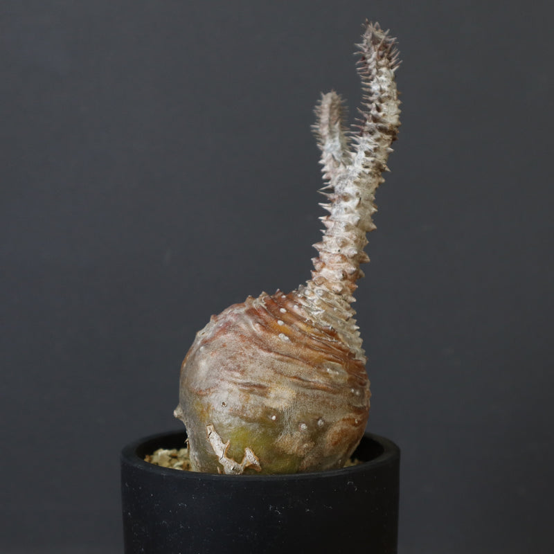 P.ウィンゾリー 44