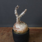 P.ウィンゾリー 44