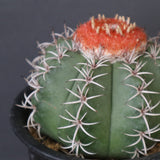 メロカクタス・マタンザナス EC2138