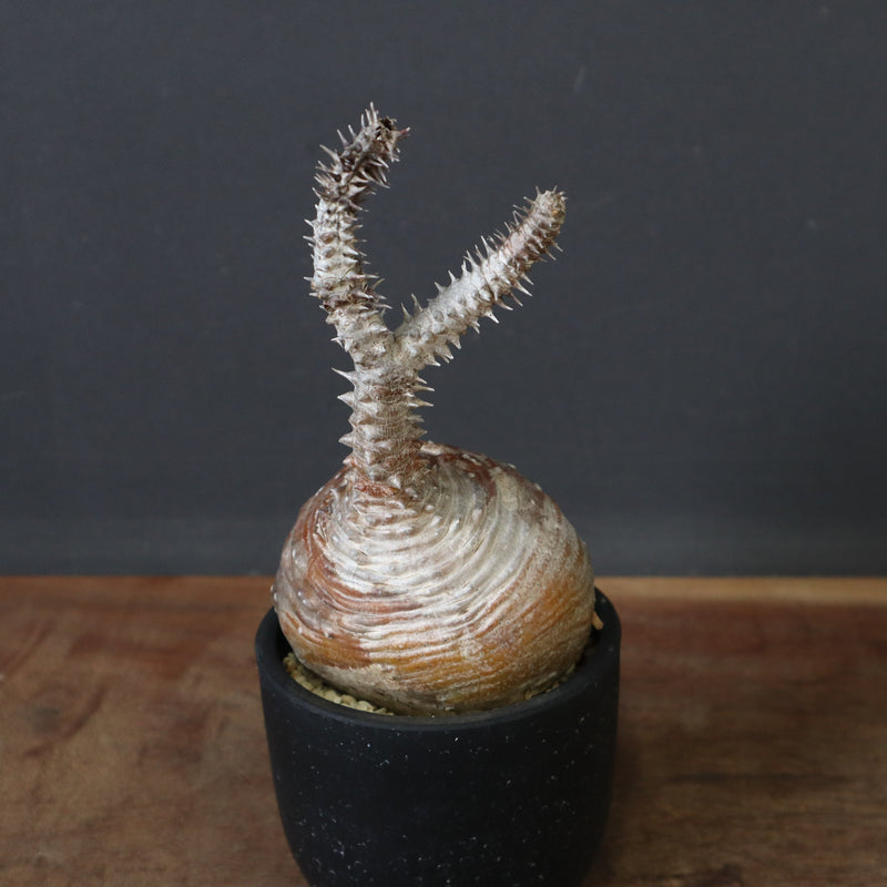 P.ウィンゾリー 44