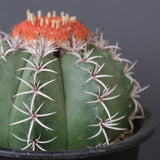 メロカクタス・マタンザナス EC2138