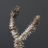 P.ウィンゾリー 44