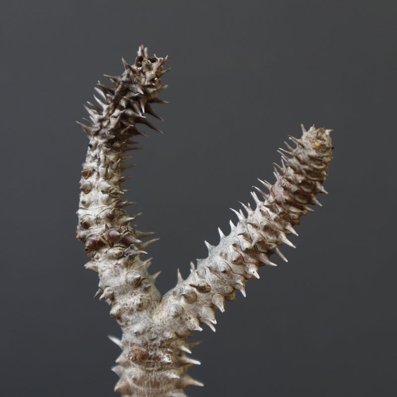 P.ウィンゾリー 44