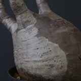 P.グラキリス 1020