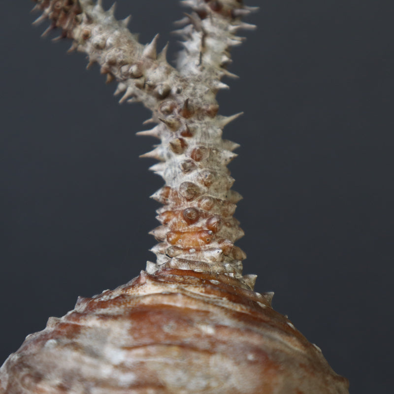 P.ウィンゾリー 44