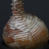 P.ウィンゾリー 44