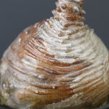 P.ウィンゾリー 44