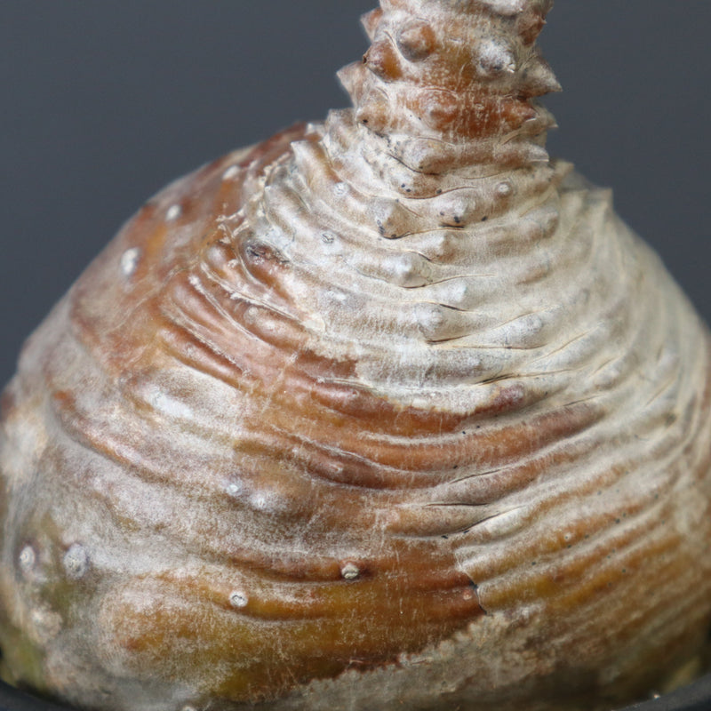 P.ウィンゾリー 44