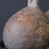 P.グラキリス 1020