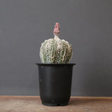 アストロフィツム・アステリアス EC2143