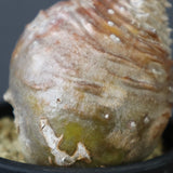 P.ウィンゾリー 44