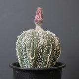 アストロフィツム・アステリアス EC2143