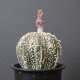 アストロフィツム・アステリアス EC2143