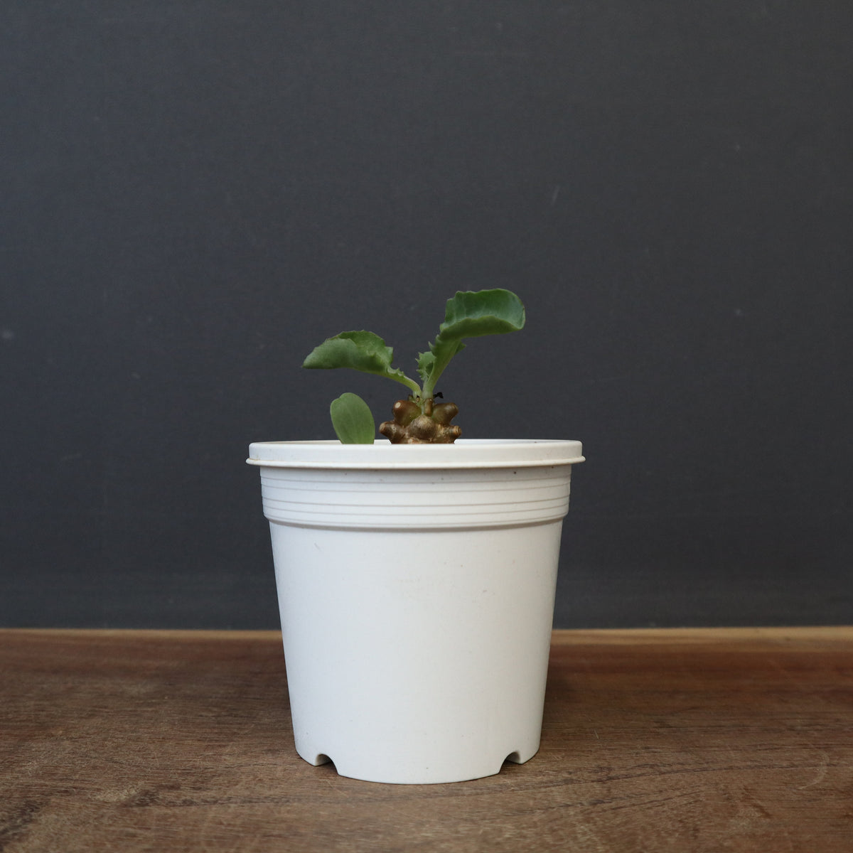 新商品 – 21ページ目 – TaiShoDo ONLINE SHOP