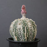 アストロフィツム・アステリアス EC2143