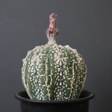 アストロフィツム・アステリアス EC2143