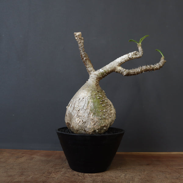 P.ウィンゾリー 60