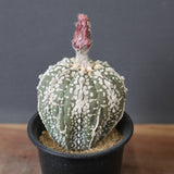 アストロフィツム・アステリアス EC2143