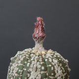 アストロフィツム・アステリアス EC2143