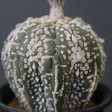 アストロフィツム・アステリアス EC2143