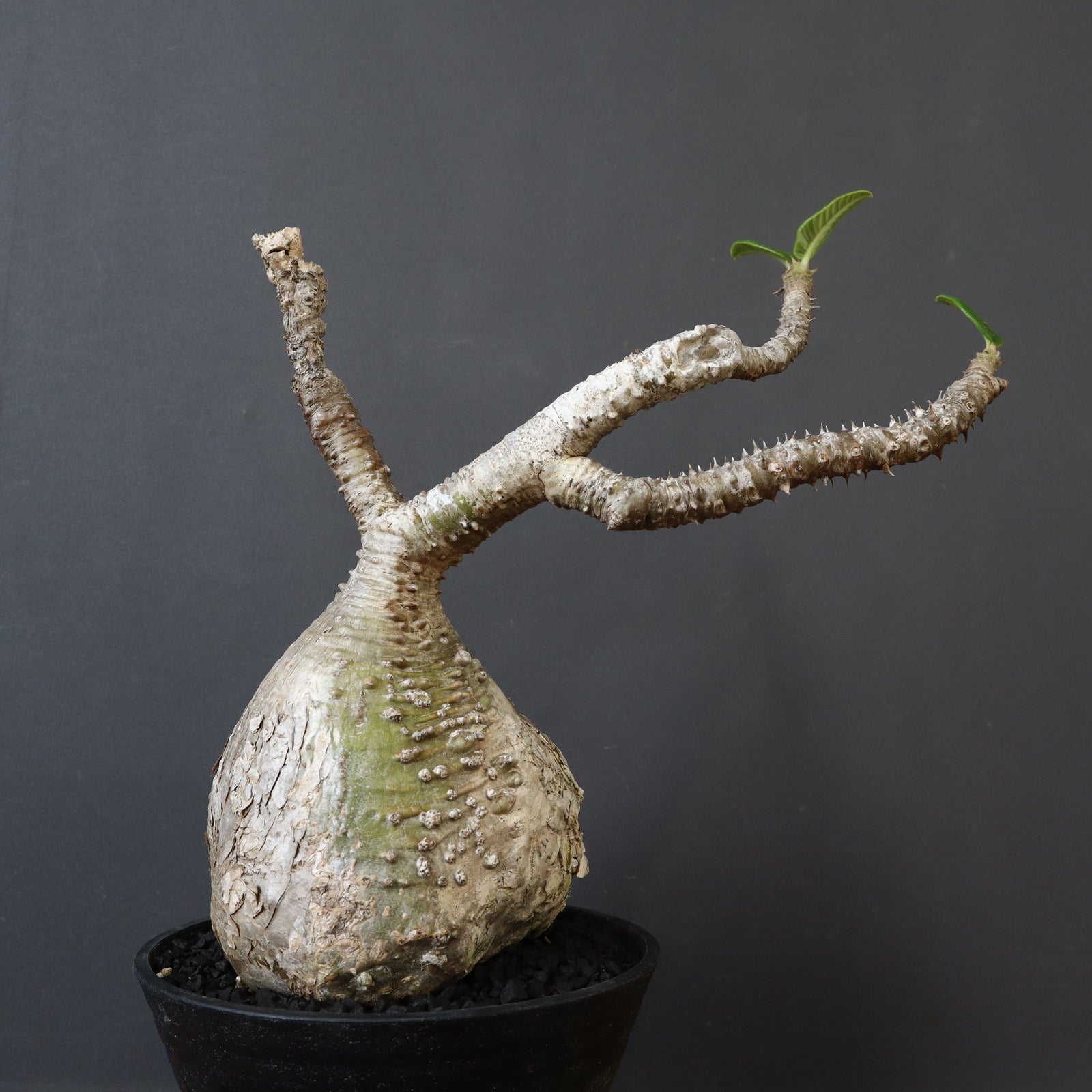 P.ウィンゾリー 60 – TaiShoDo ONLINE SHOP