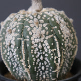 アストロフィツム・アステリアス EC2143