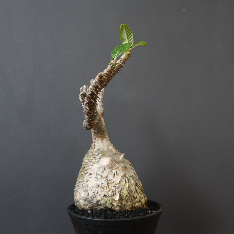 P.ウィンゾリー 60