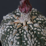 アストロフィツム・アステリアス EC2143