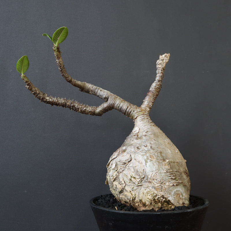 P.ウィンゾリー 60