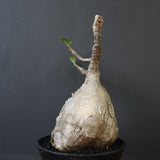 P.ウィンゾリー 60