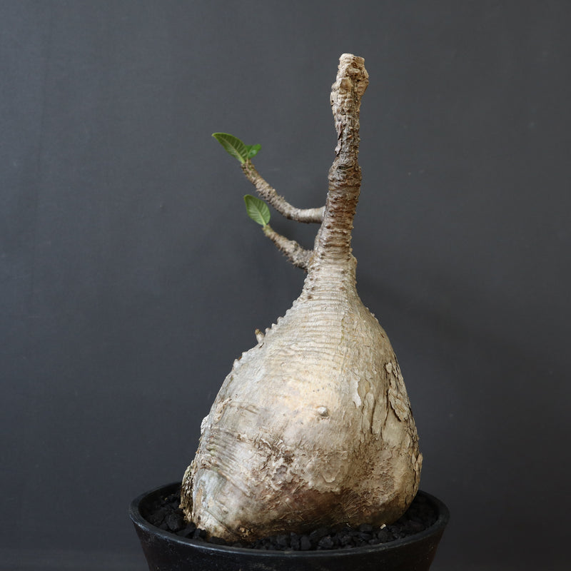 P.ウィンゾリー 60