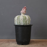 アストロフィツム・アステリアス EC2142