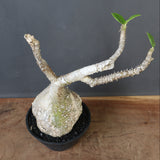 P.ウィンゾリー 60