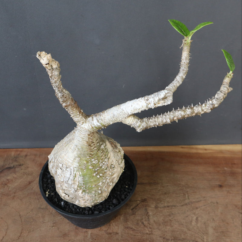 P.ウィンゾリー 60