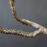 P.ウィンゾリー 60