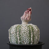 アストロフィツム・アステリアス EC2142