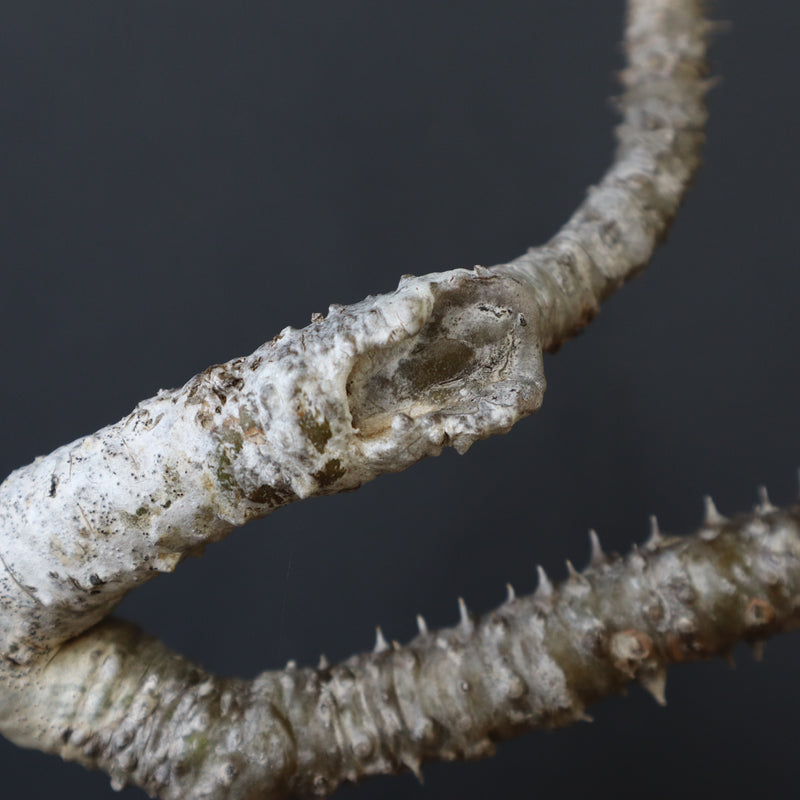 P.ウィンゾリー 60