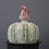 アストロフィツム・アステリアス EC2142