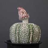 アストロフィツム・アステリアス EC2142