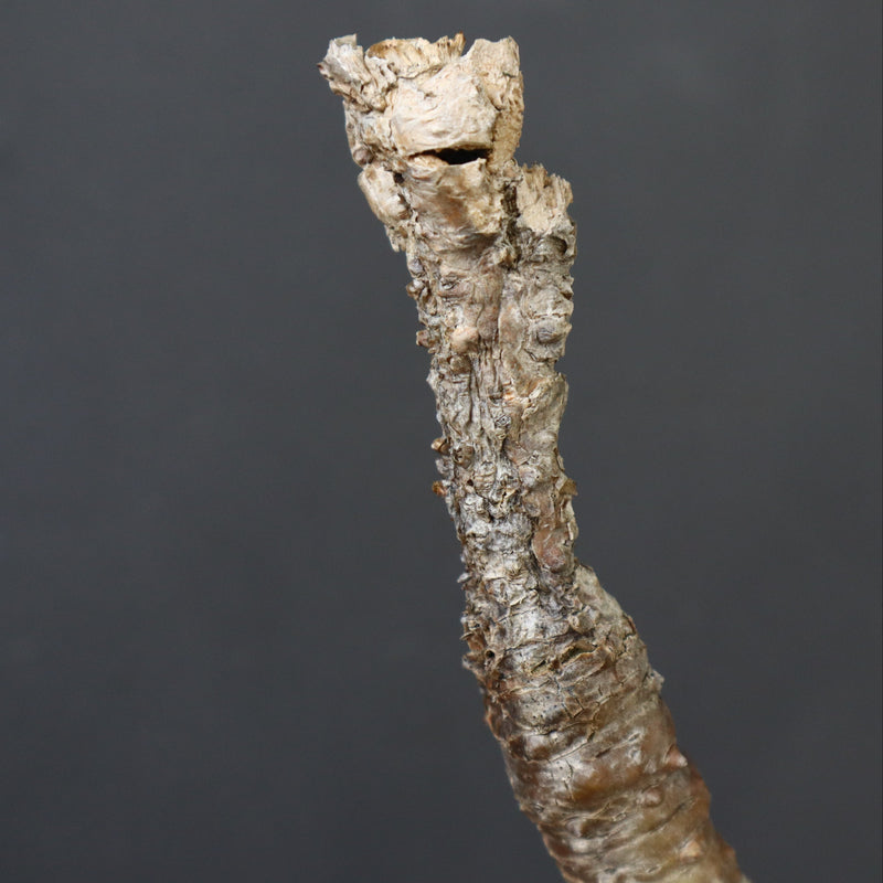 P.ウィンゾリー 60