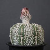 アストロフィツム・アステリアス EC2142