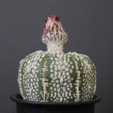 アストロフィツム・アステリアス EC2142