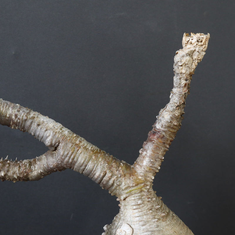 P.ウィンゾリー 60