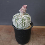 アストロフィツム・アステリアス EC2142