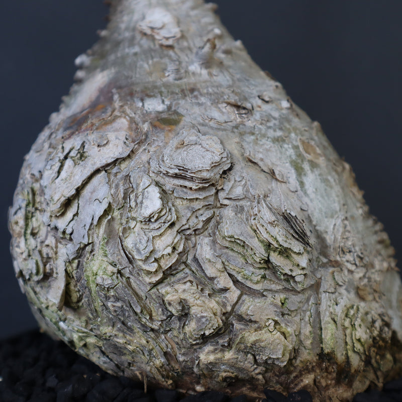 P.ウィンゾリー 60