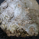 P.ウィンゾリー 60