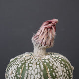 アストロフィツム・アステリアス EC2142