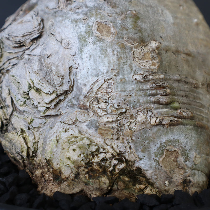 P.ウィンゾリー 60