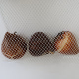 【チューリップ】クランチークミンズ